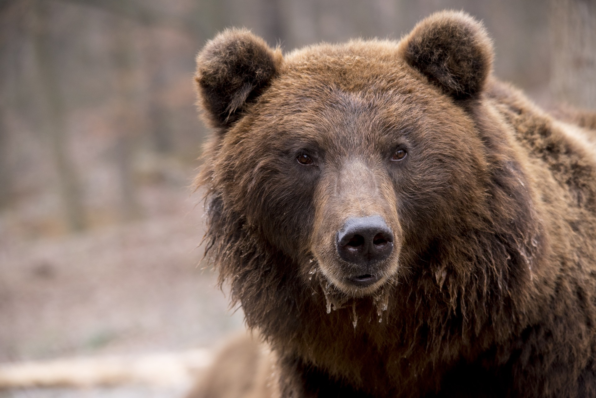 Meeting Romania s Brown Bears At Libearty Bear Sanctuary